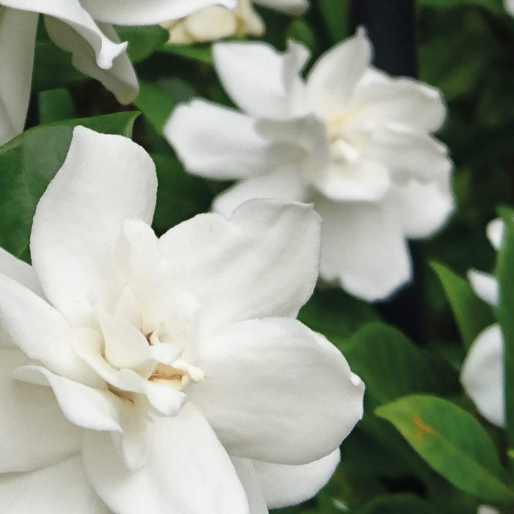 Thompson and Morgan Gardenia Jasminoides Crown Jewel Plant Pot 9cm Image 3