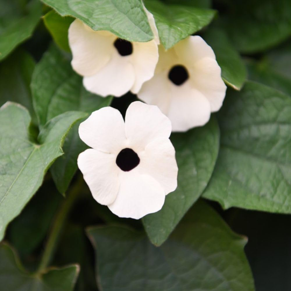 Thompson and Morgan Thunbergia Sunny Susy Collection Jumbo Plug Plant 10 Pack Image 7