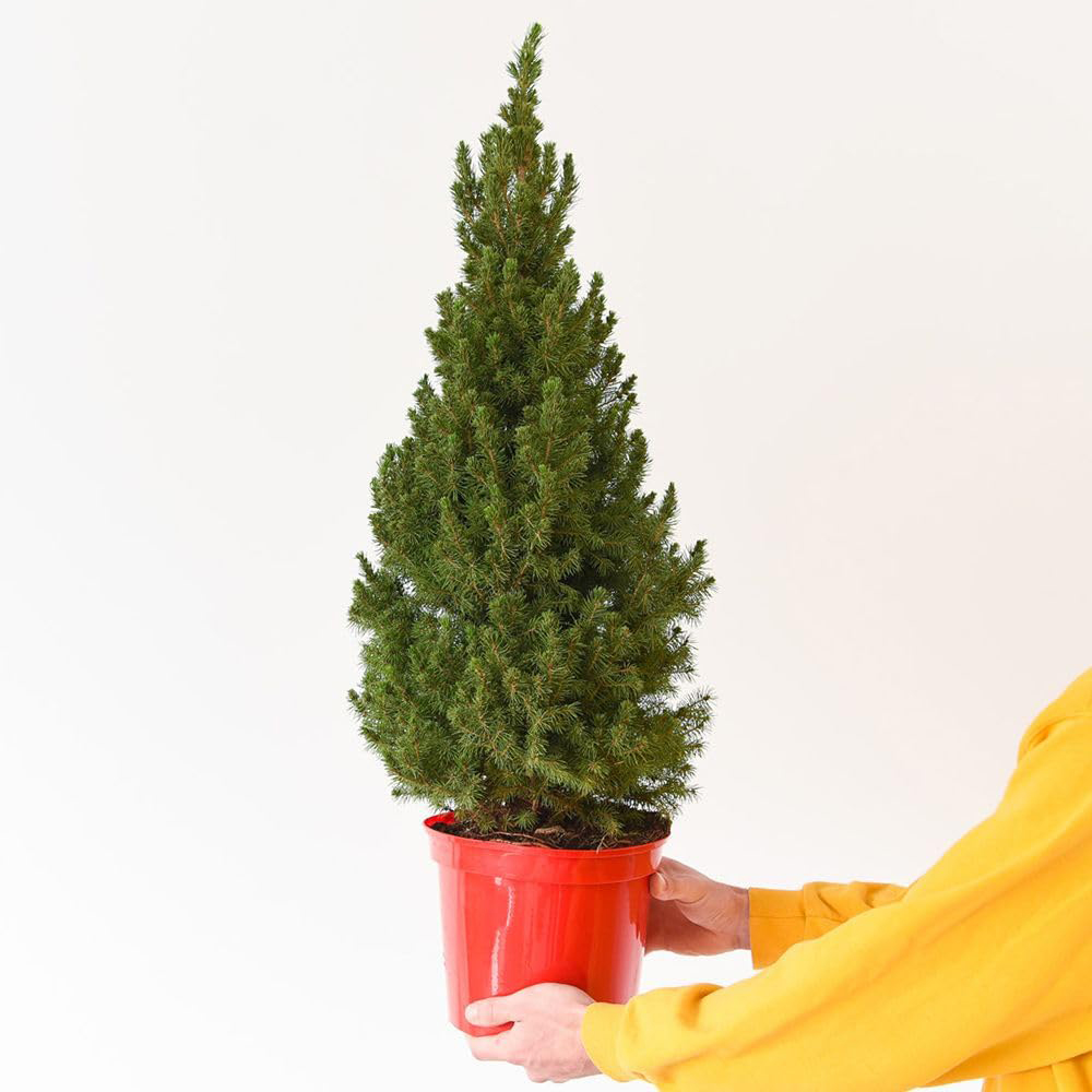 Thompson and Morgan Picea Perfecta Plant Pot 5L Image 4