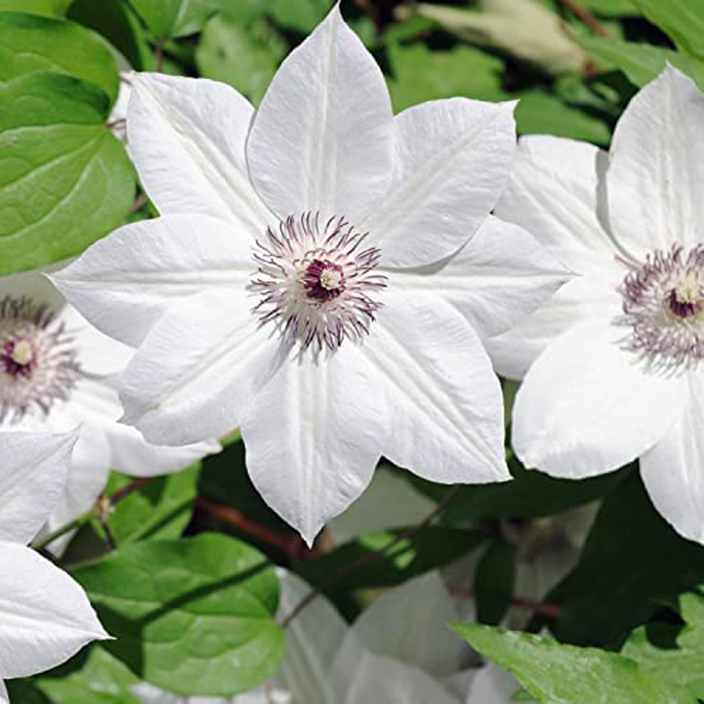 Thompson and Morgan Clematis Snow Queen Plant Pot 2L 2 Pack Image 2