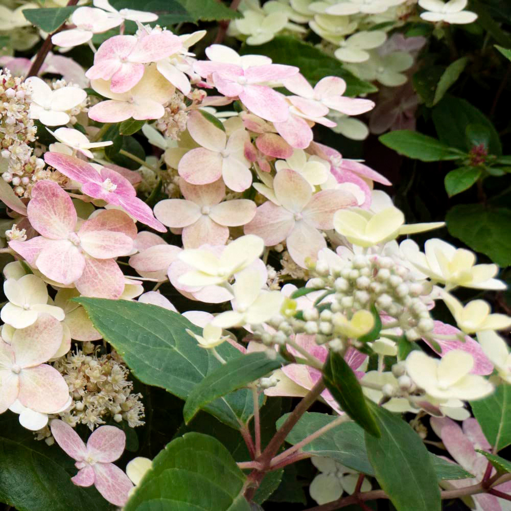 Thompson and Morgan Hydrangea paniculata Polestar Ophelia Plant Pot 3L Image 7