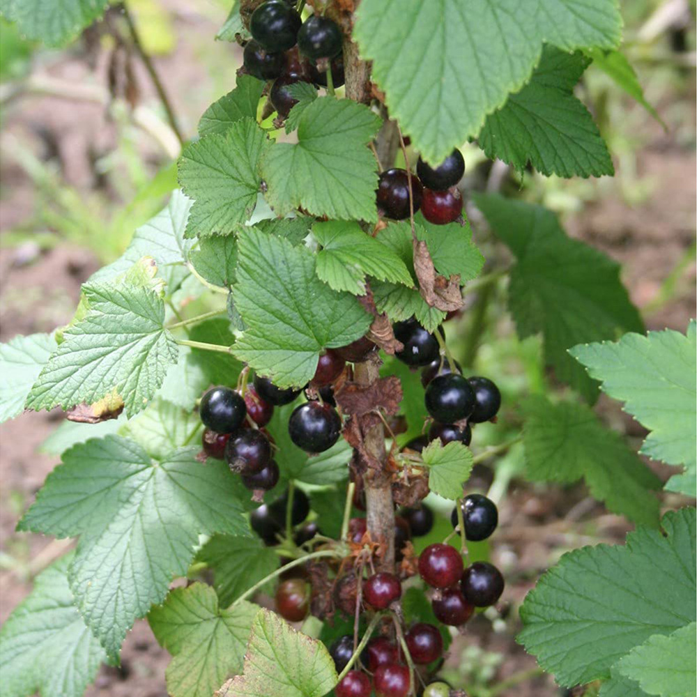 Thompson and Morgan Blackcurrant Ribes Ben Connan Potted Plant 9cm 2 Pack Image 3