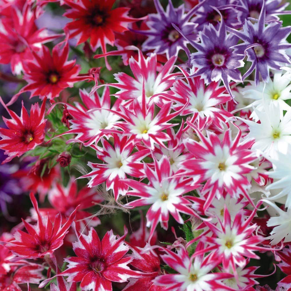 Thompson and Morgan Phlox Pop Stars Garden Ready Plant 30 Pack Image 3