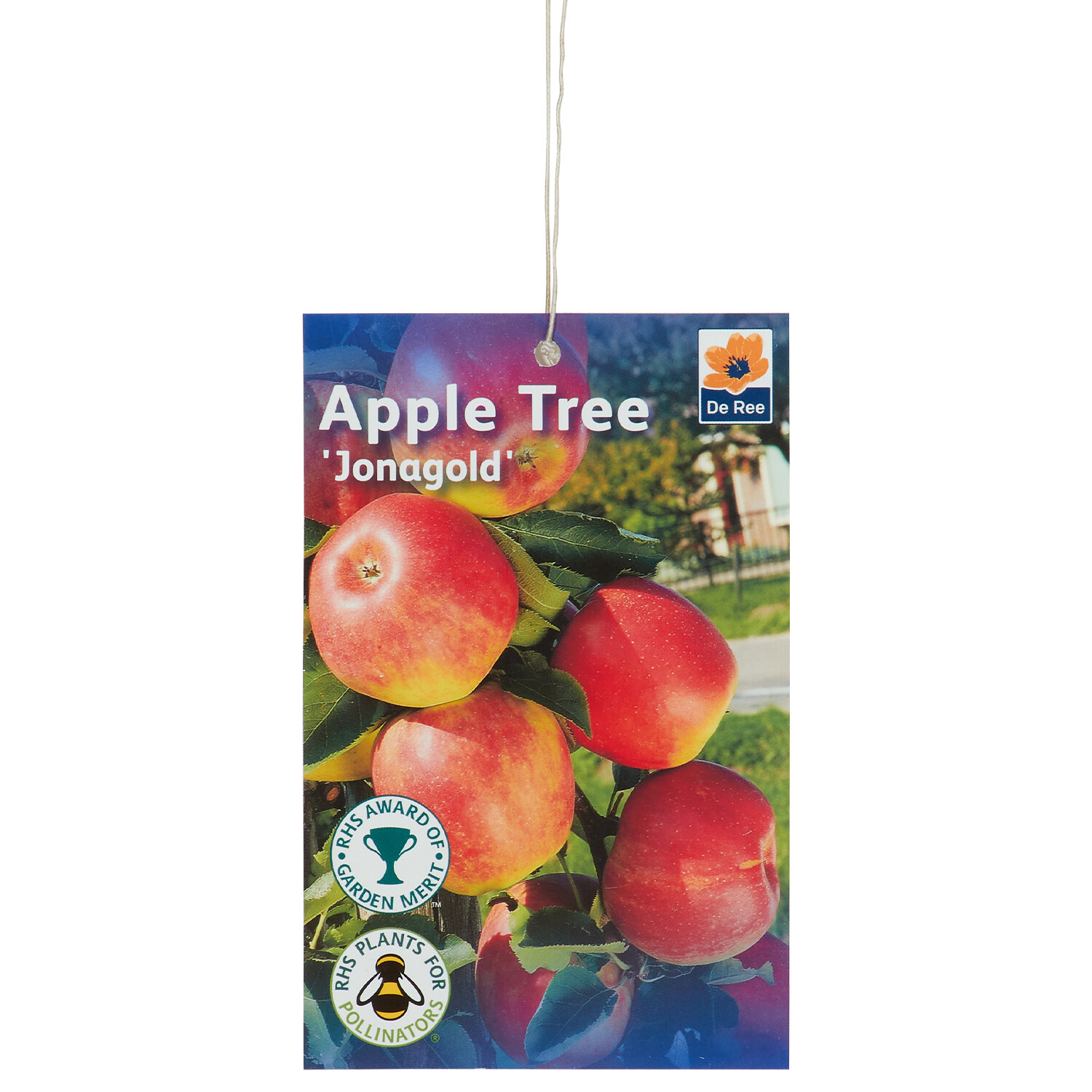 Apple Root Ball - Jonagold Image 2