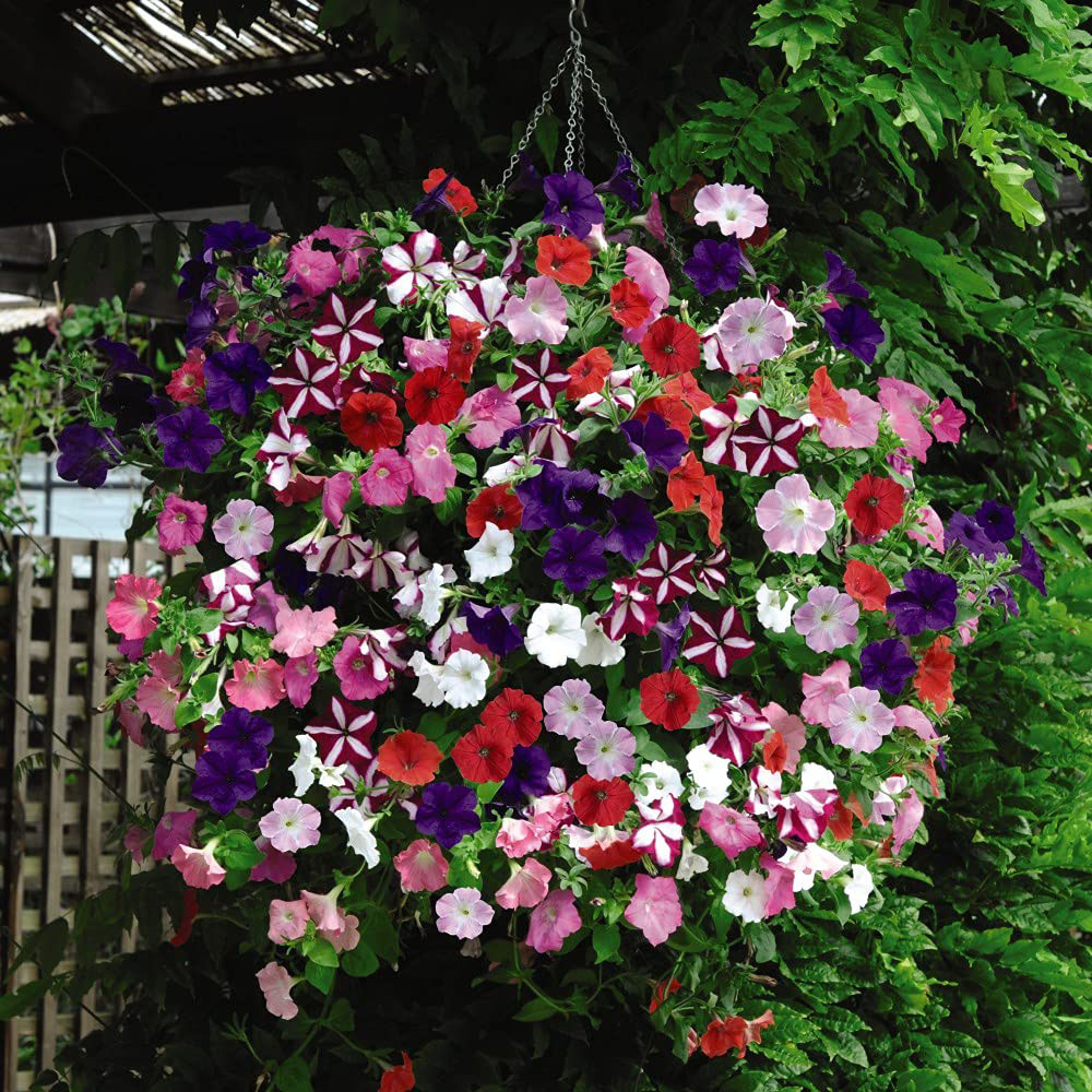 Thompson and Morgan Petunia Easy Wave Ultimate Mixed Plant Plug 24 Pack Image 2