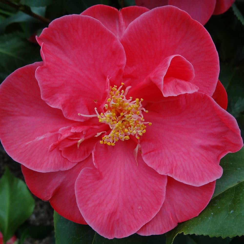 Thompson and Morgan Nurseryman's Choice Camellia Plant Pot 1.5L Image 3