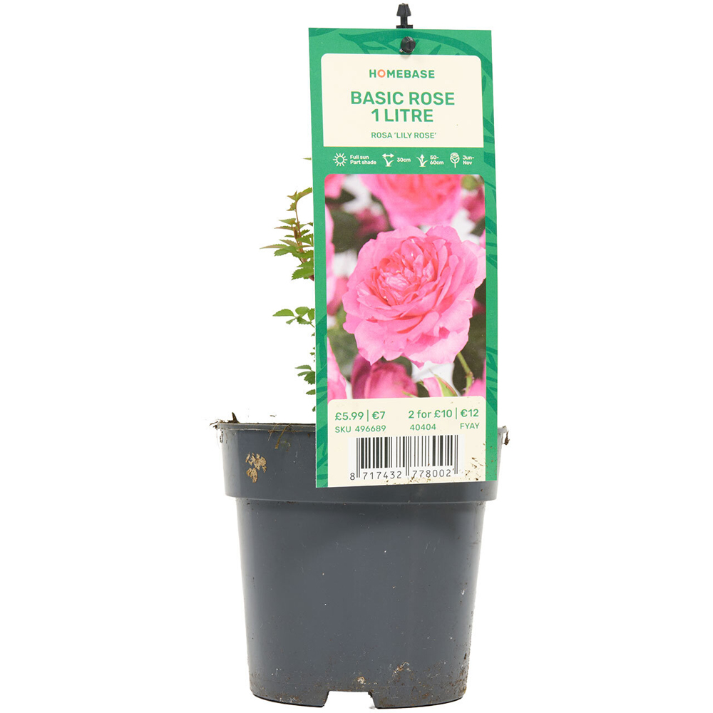 Basic Rose Plant Image 2