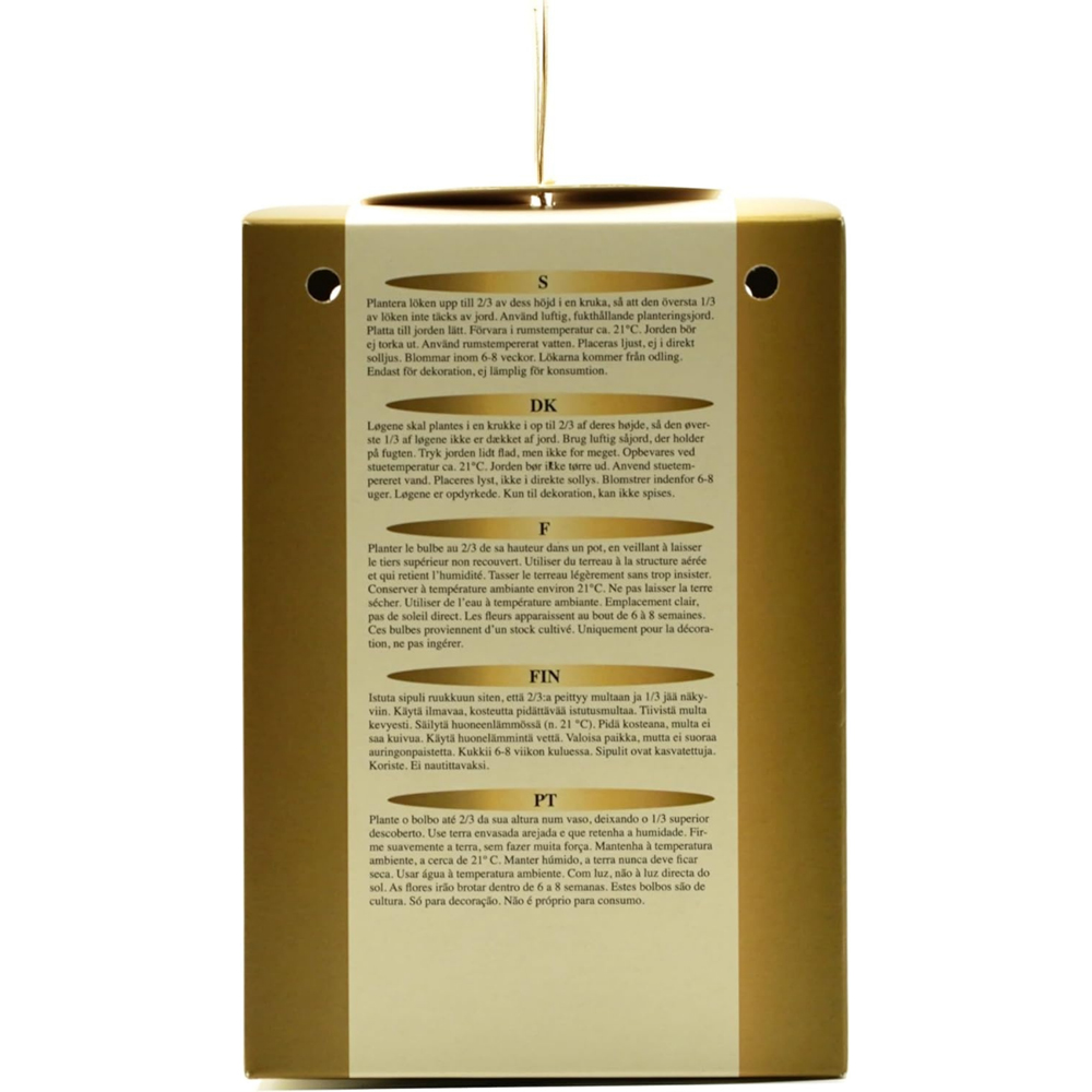 GreenBrokers Red and White Amaryllis Planting Bulb Gift Kit Image 6