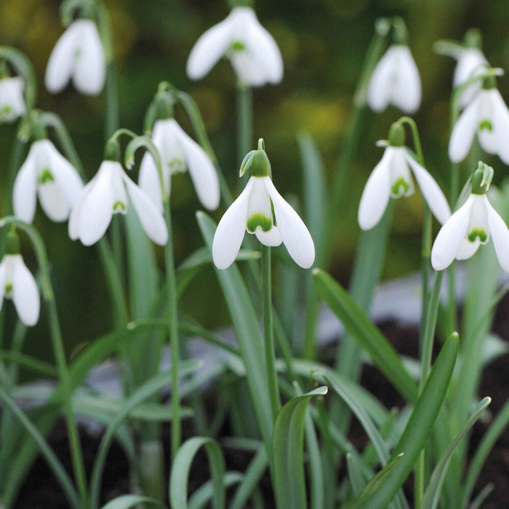 Thompson and Morgan Galanthus Elwesii Snowdrop Giant Autumn Planting Bulb 16 Pack Image 2