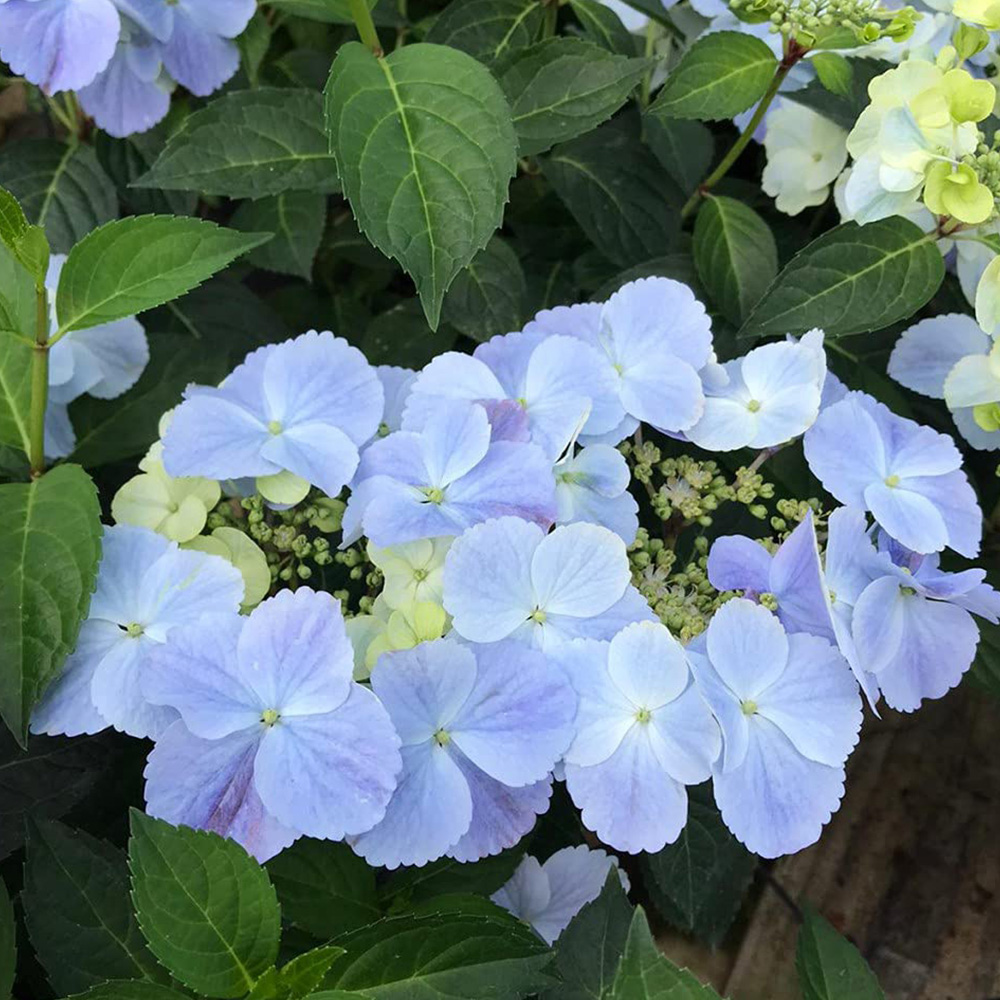 Thompson and Morgan Hydrangea French Bolero Plant Pot 13cm 2 Pack Image 3