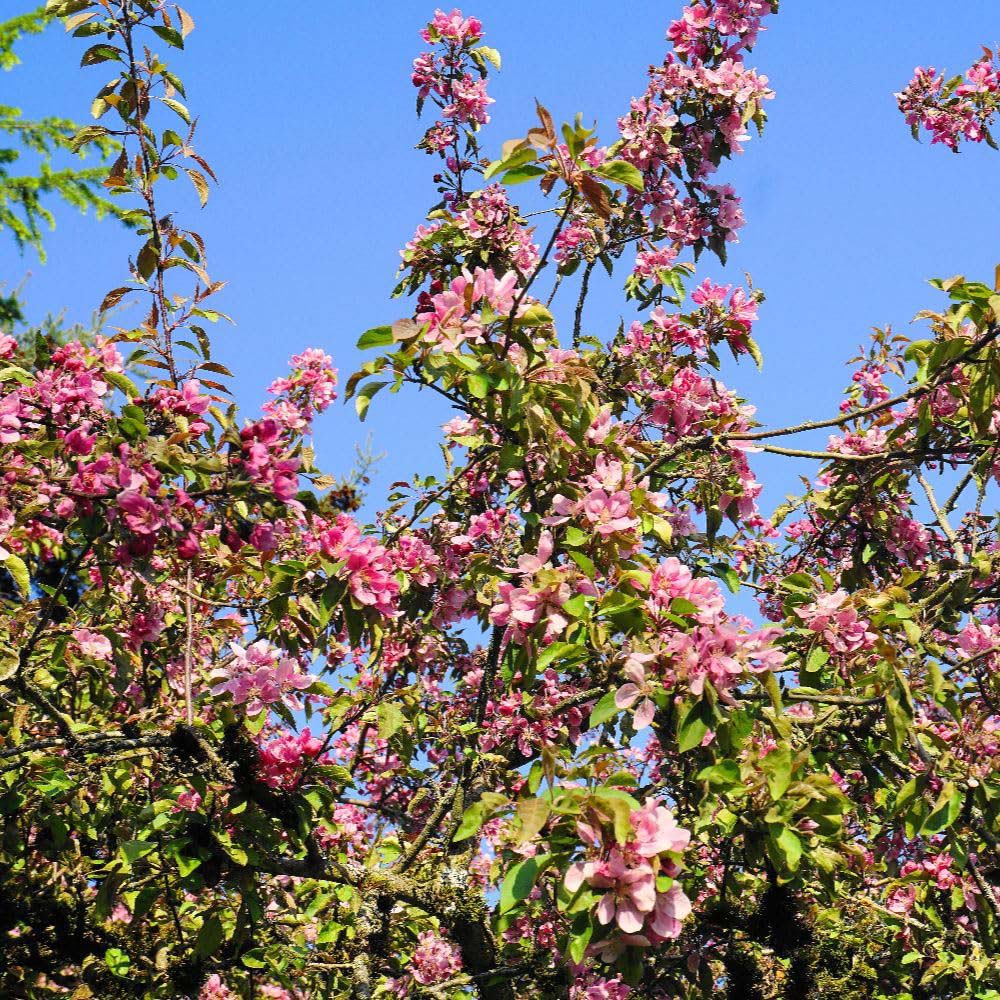 Thompson and Morgan Malus Crab Apple Royalty MM111 Rootstock Bare Root Tree 2 Pack Image 2