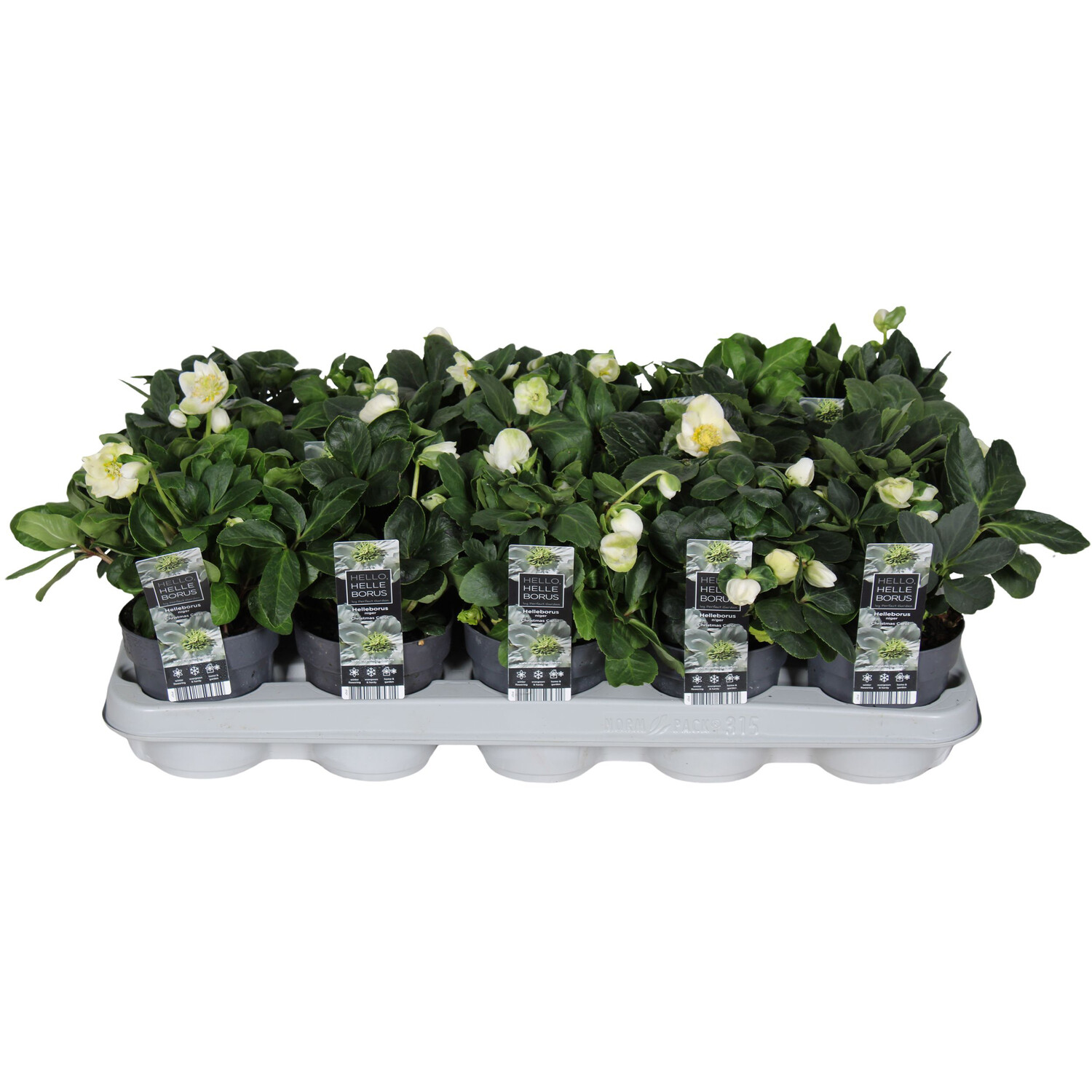 Helleborus Christmas Carol Plant White Image 2