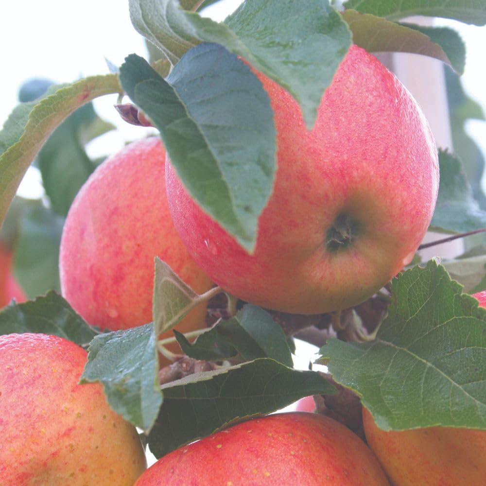 Thompson and Morgan Apple Malus James Grieve M26 Rootstock Bare Root Tree 2 Pack Image 2