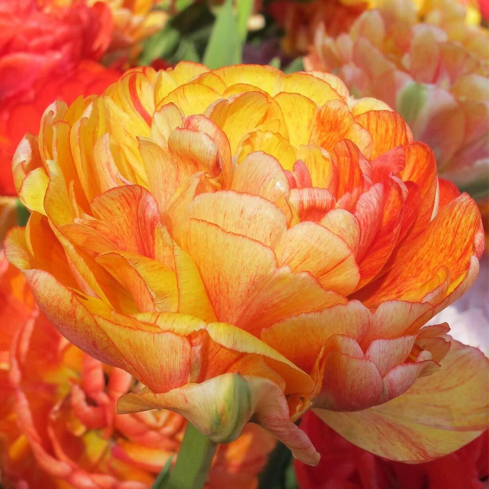 Thompson and Morgan Tulip Big Giant Autumn Planting Bulb 8 Pack Image 3