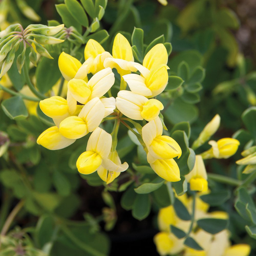 Thompson and Morgan Coronilla Citrina Plant Pot 3L 2 Pack Image 6