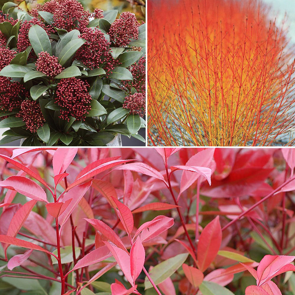 Thompson and Morgan Winter Interest Shrub Collection Plant Pot 9cm 6 Pack Image 1