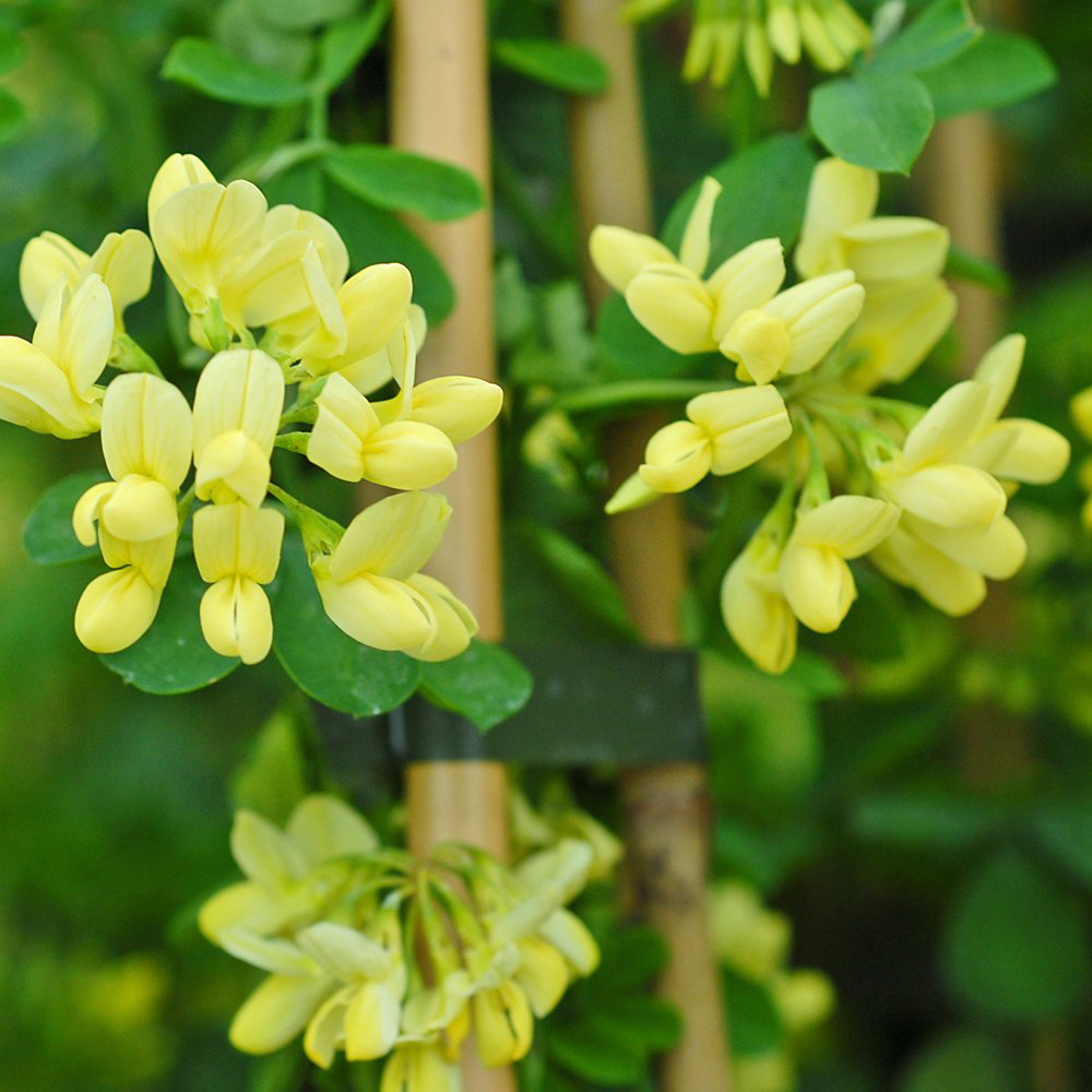 Thompson and Morgan Coronilla Citrina Plant Pot 3L Image 4