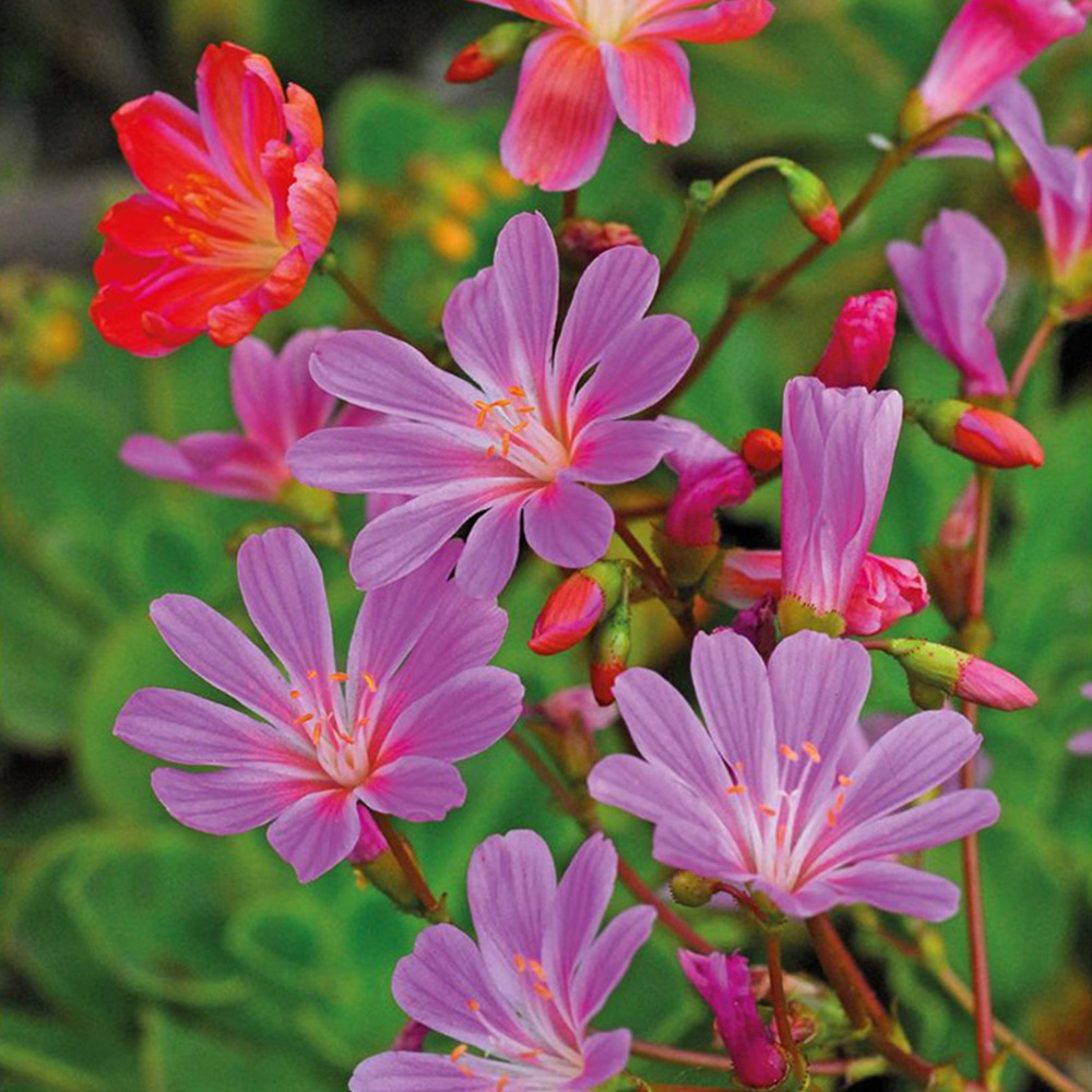 Thompson and Morgan Lewisia Elise Mixed Plant Plugs 12 Pack Image 5