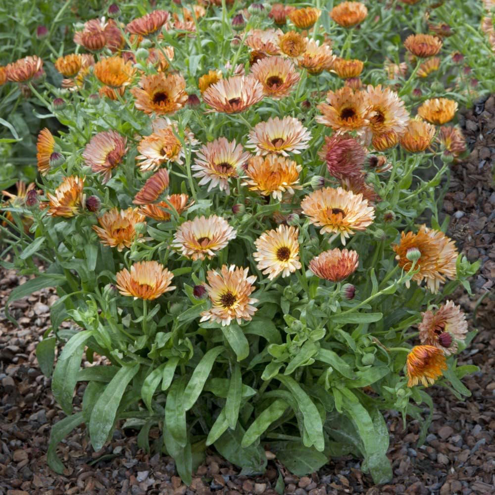 Thompson & Morgan Calendula Orange Flash 200 Seeds Packet Image 2