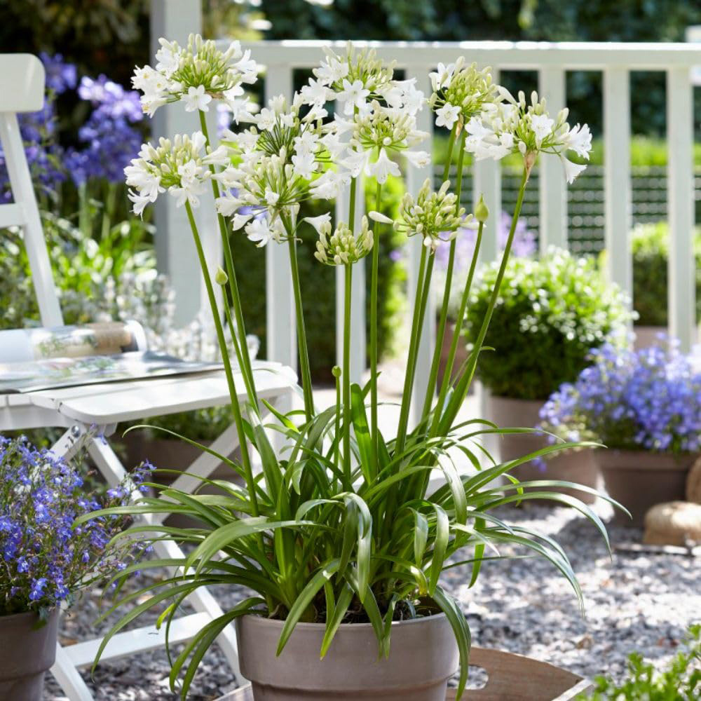 Thompson and Morgan Agapanthus Ever White Plant Pot 2.5L Image 6