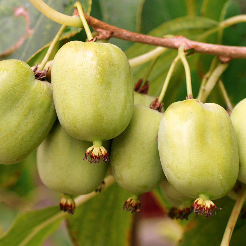 Thompson and Morgan Actinidia Kiwi Arguta Geneva Plant Pot 15cm 3 Pack Image 1