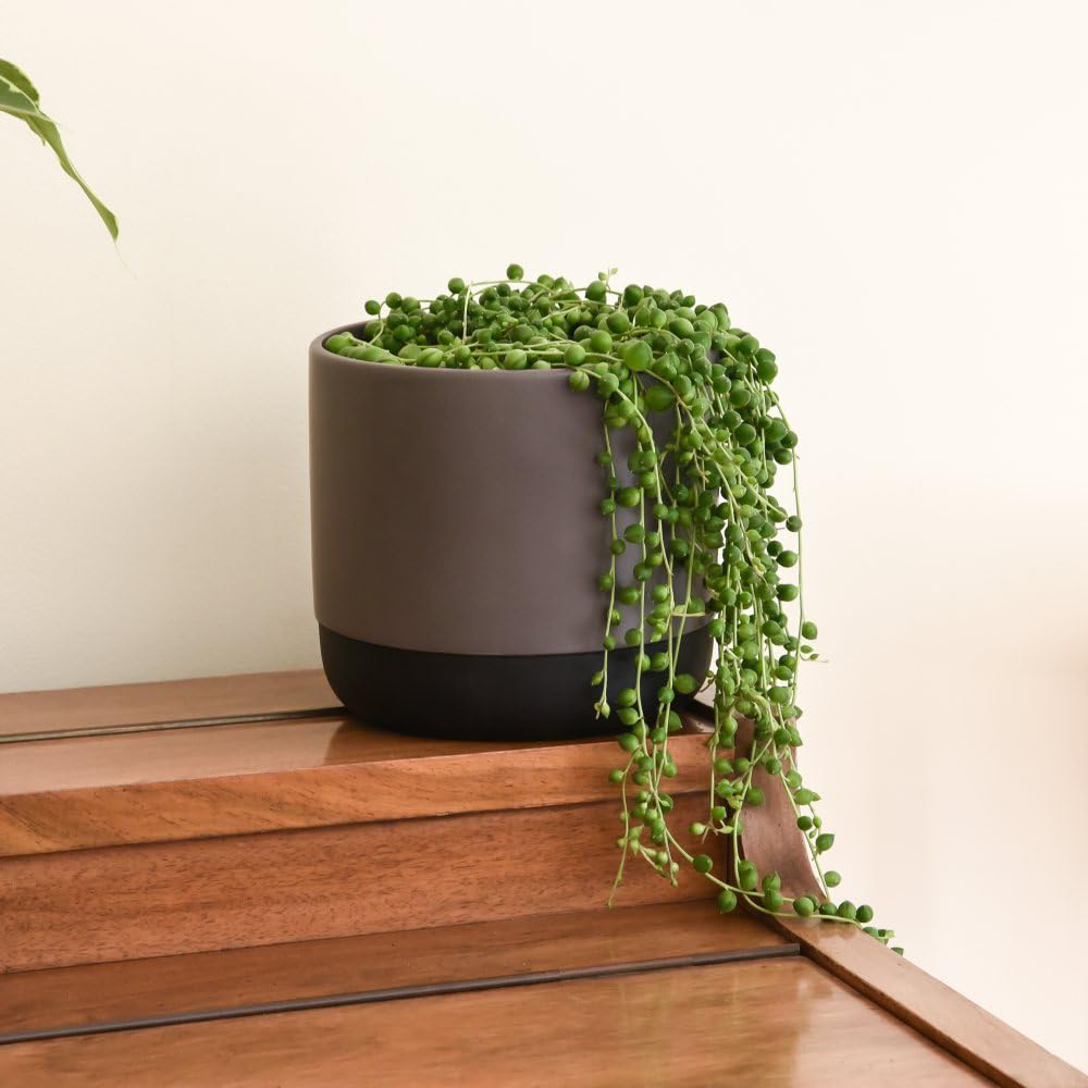 Thompson and Morgan String of Pearls Plant Hanging Basket 14cm Image 2