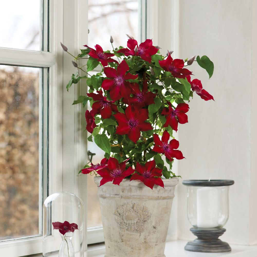 Thompson and Morgan Clematis Boulevard Nubia Plant Pot 10.5cm Image 2