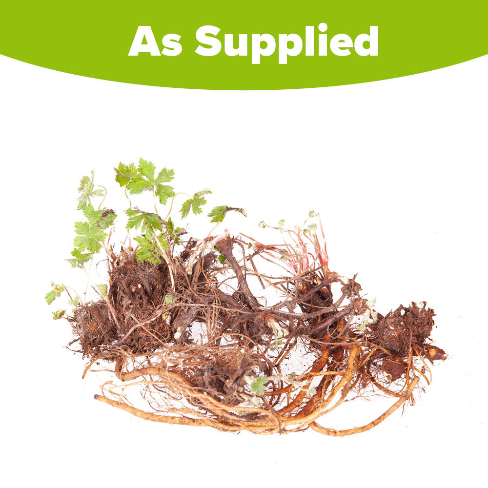YouGarden Geranium Collection Bare Root 5 Pack Image 3