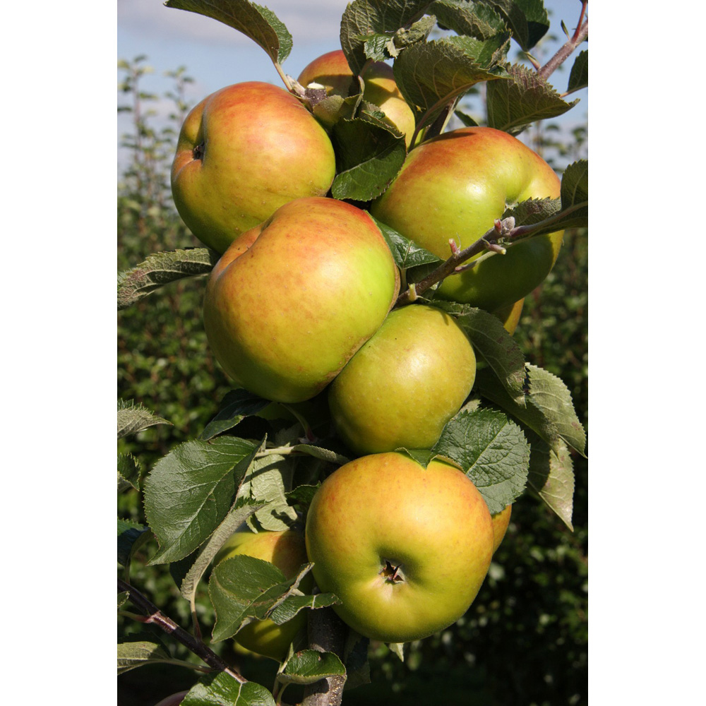Frank P Matthews Trees Apple Malus Bramley's Seedling M26 Maiden Tree Image 2