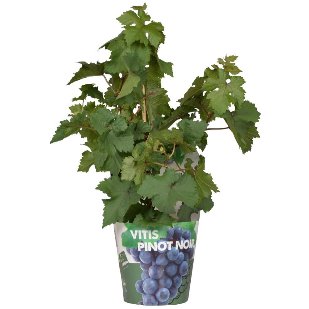 Thompson and Morgan Vitis Vinifera Pixie Pinot Noir Plant in Pot 14cm 3 Pack Image 2