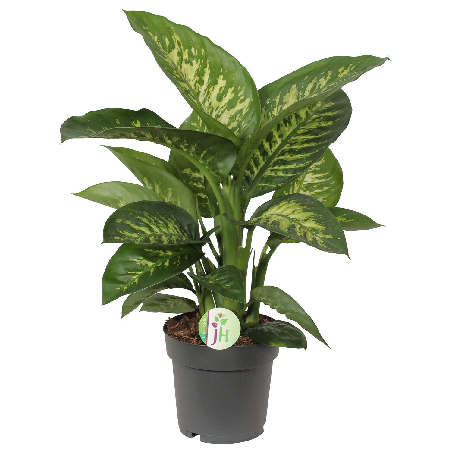 Dieffenbachia Reeva - Green Image