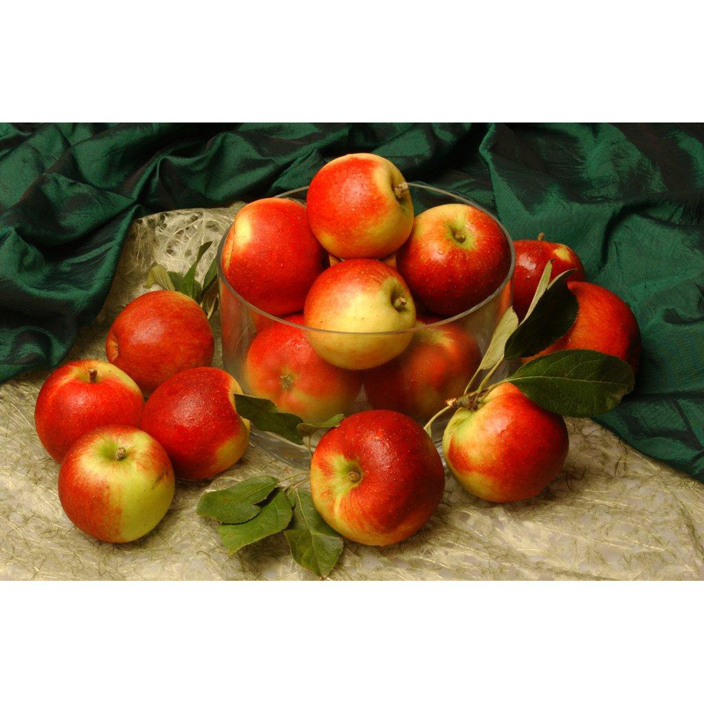 Frank P Matthews Trees Apple Malus Ballerina Samba MM106 Maiden Tree Image 2