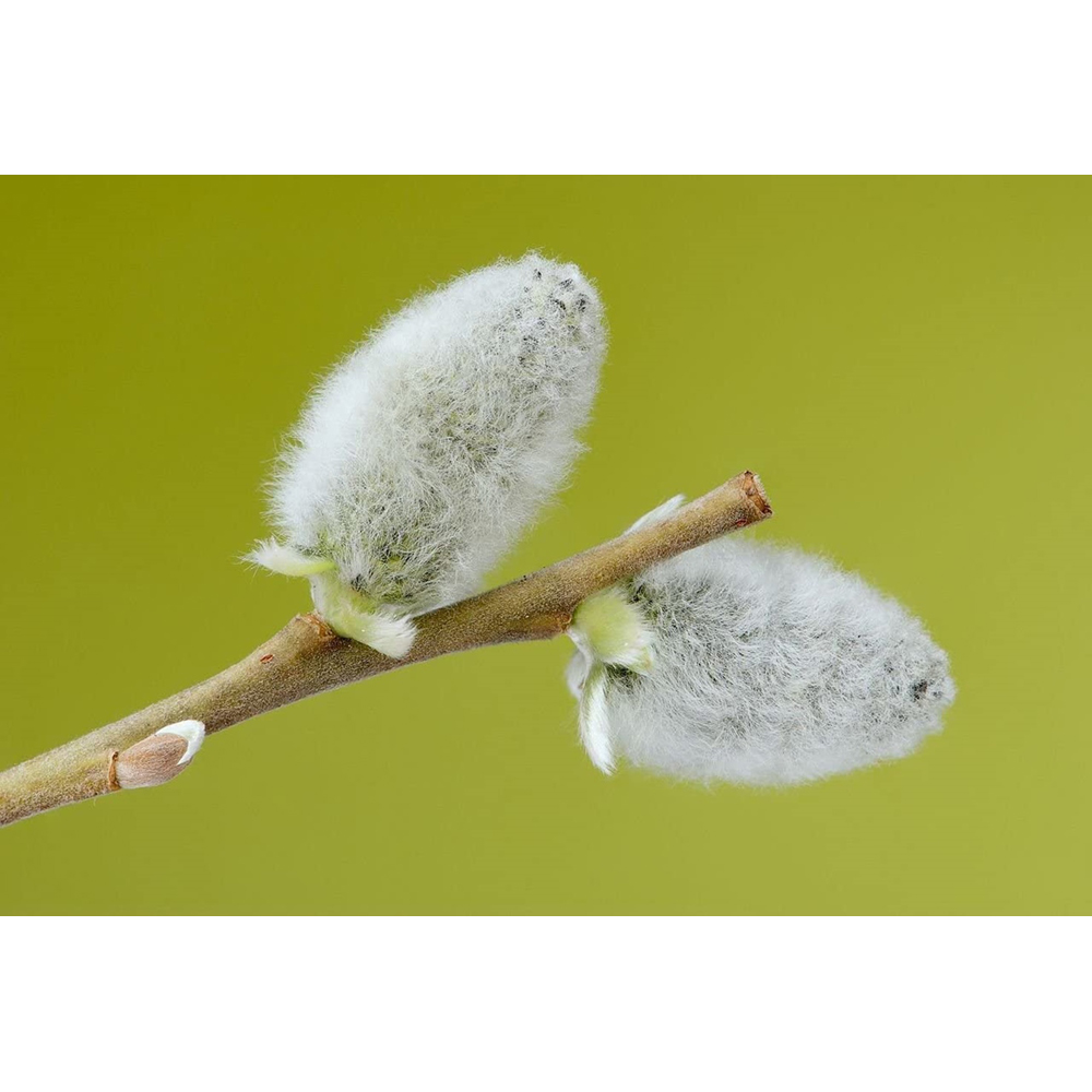 Inspirational Gifting White Willow Bare Root Hedge Plant Saplings 3-4ft 20 Pack Image 4