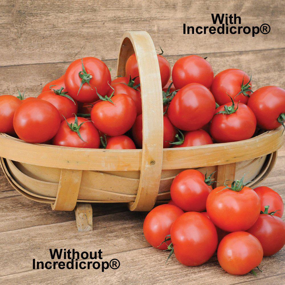 Thompson & Morgan Incredicrop Plant Fertiliser 750g Image 5