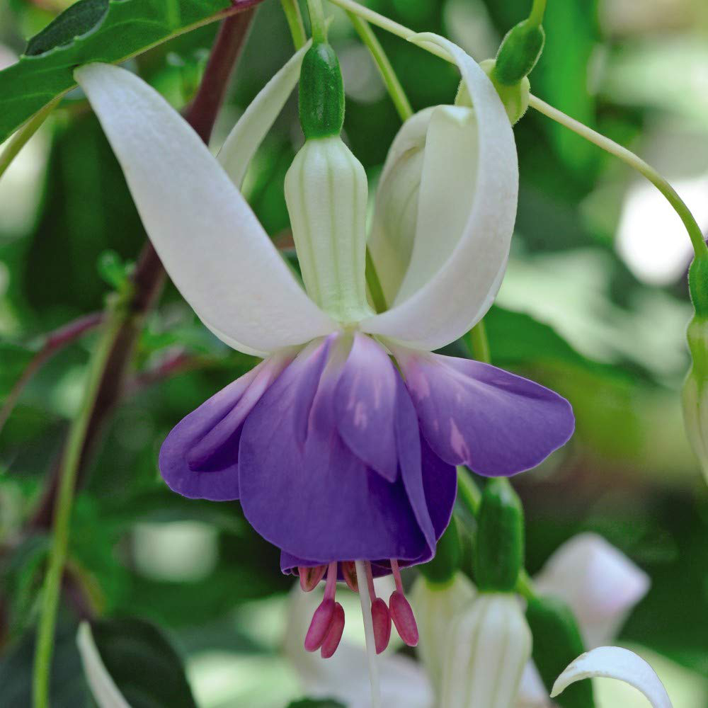 Thompson and Morgan Viburnum Opulus Snowball Shrub Potted Plant 9cm Image 5