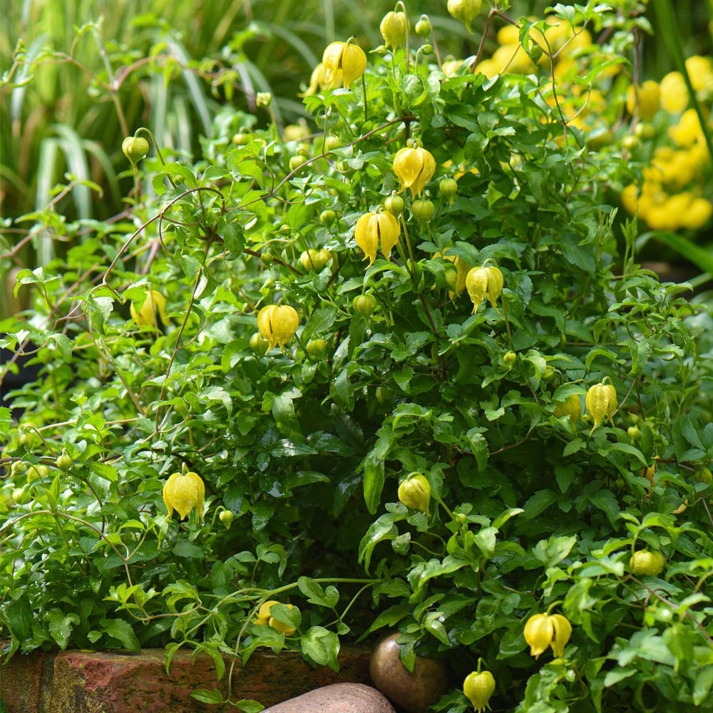 Thompson and Morgan Clematis Little Lemons Plant Pot 7cm Image 2