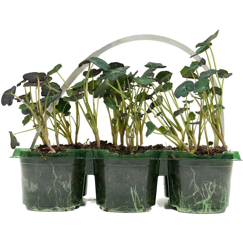 Pack of 6 Nasturtium Plants Image 2