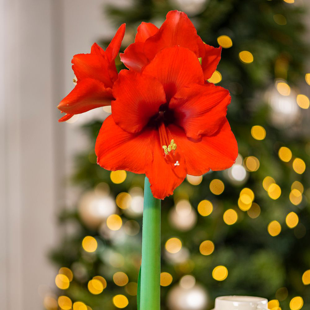 Thompson and Morgan Christmas Gift Porcelain Stag Amaryllis in Touch of Wax 2 Pack Image 5