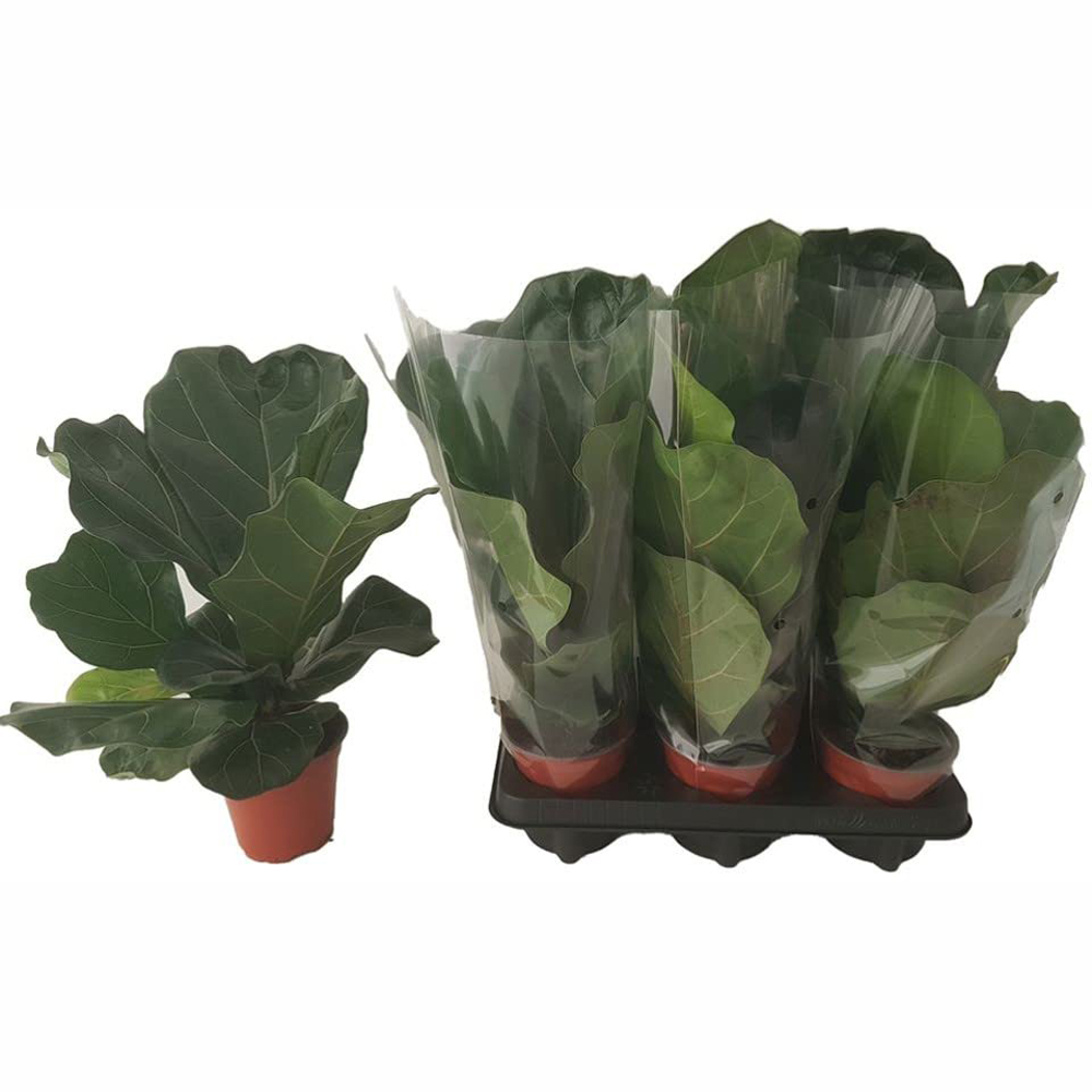 Thompson and Morgan Ficus Lyrata Fiddle Leaf Fig Plant Pot 12cm Image 3