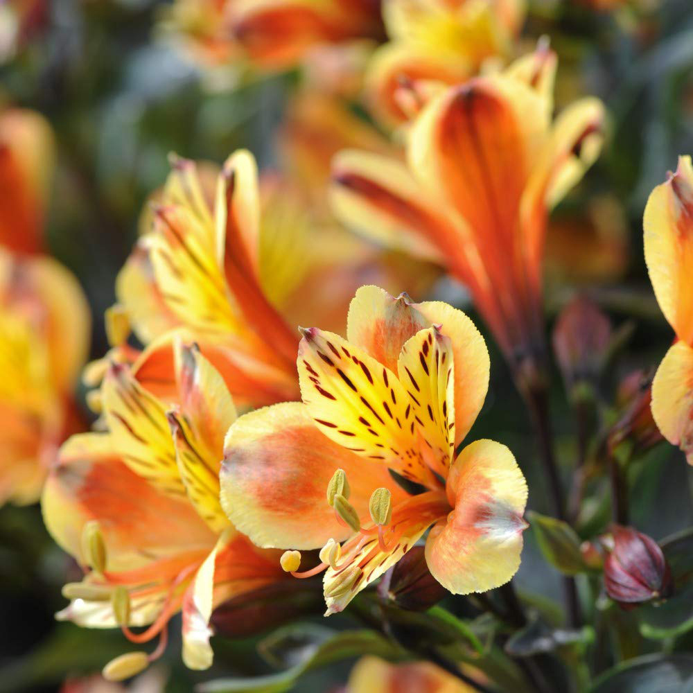 Thompson and Morgan Alstroemeria Valley Collection Jumbo Plugs 6 Pack Image 3