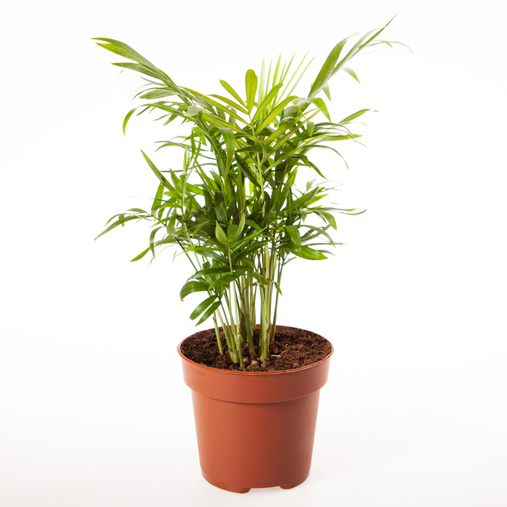 YouGarden Parlour Palm with Anthracite Pot Cover Image 2