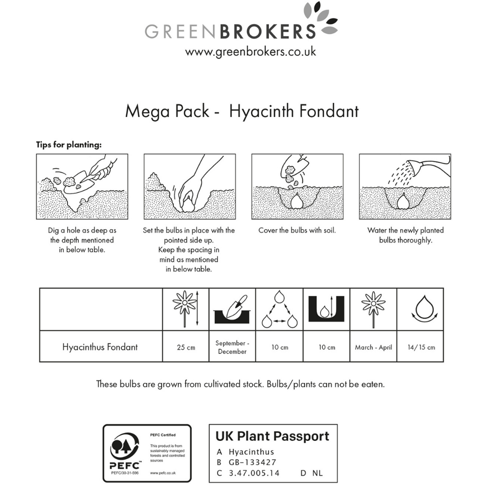 GreenBrokers Dutch Fondant Pink Hyacinth Bee Friendly Planting Bulb in Gift Bag 10 Pack Image 3