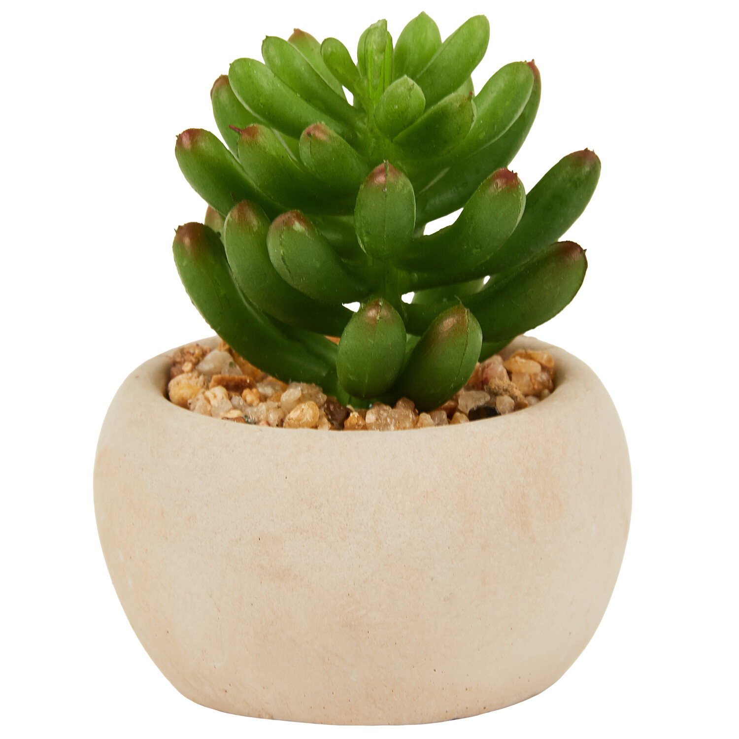 Mini Succulent in Pot - Green and Cream Image 3