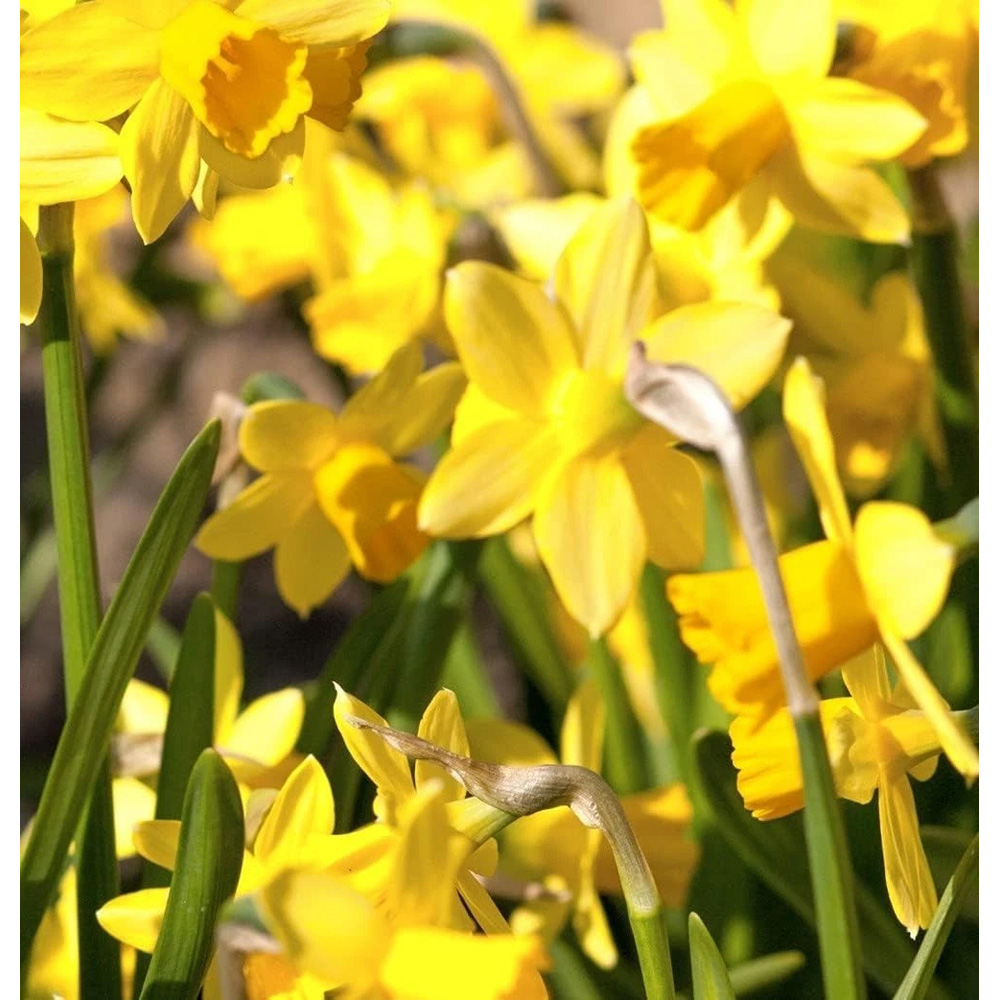 Thompson and Morgan Daffodil Chuckles Planting Bulb 32 Pack Image 3