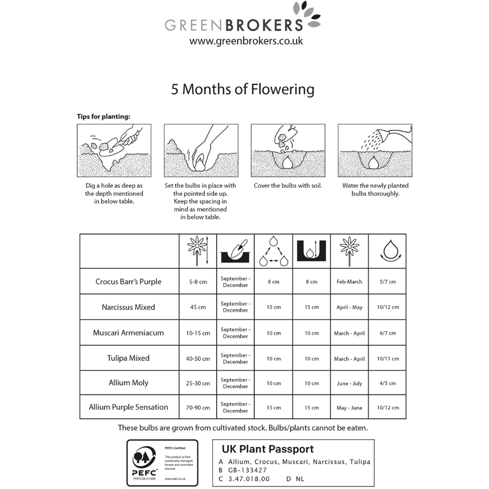 GreenBrokers Dutch Flowering 5 Month Mixed Planting Bulb 120 Pack Image 3