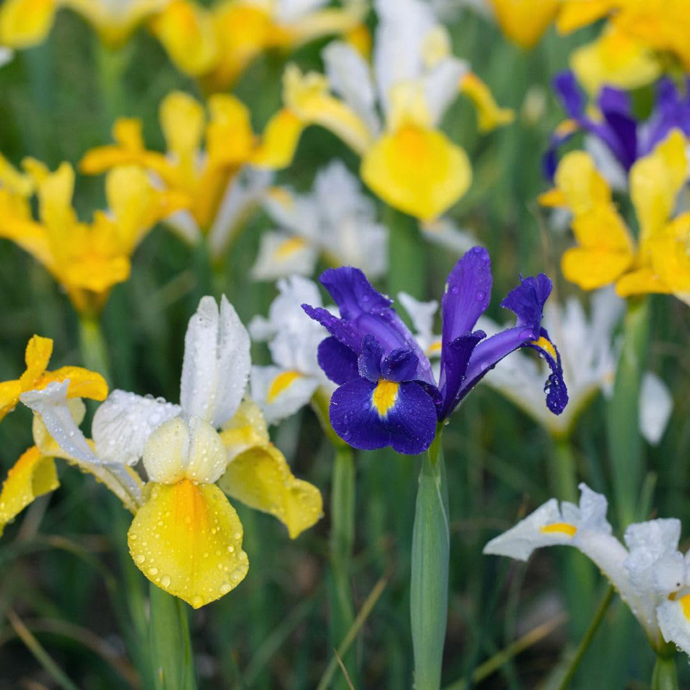 Thompson and Morgan Iris Bulbs Hollandica Mix Bulbs 40 Pack Image 3