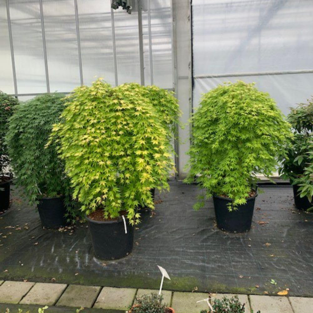 Thompson and Morgan Acer Palmatum Cascade Emerald Plant Pot 3L Image 6