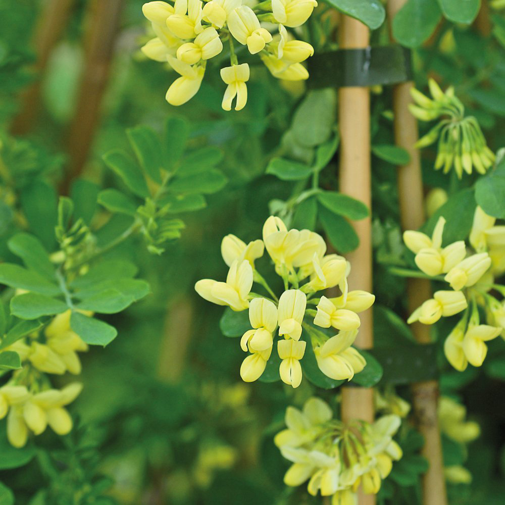 Thompson and Morgan Coronilla Citrina Plant Pot 3L Image 5