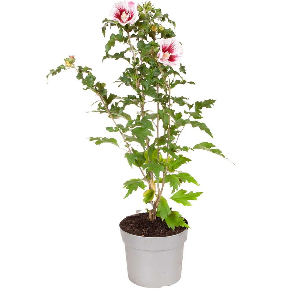 YouGarden Hibiscus Starburst Chiffon Plant Pot Image 4