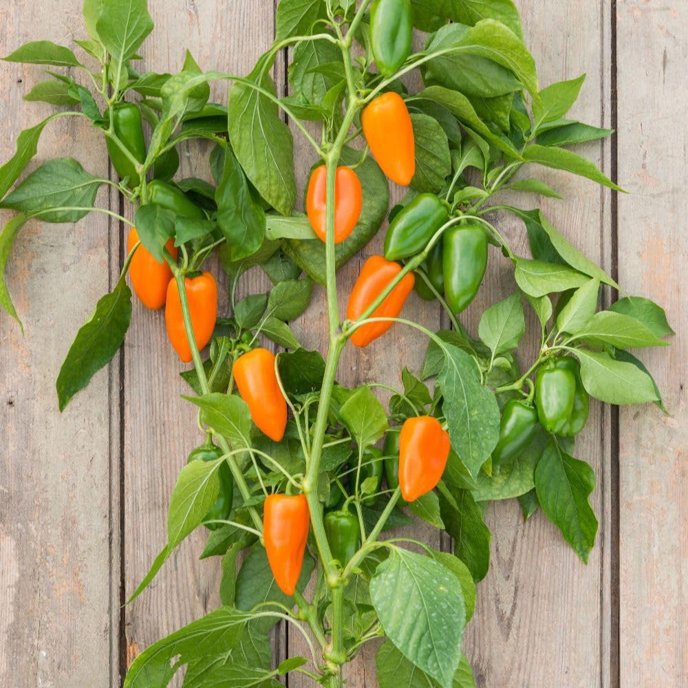 Thompson and Morgan Sweet Pepper Capsicum Annuum Hamik Seed Packet Image 3